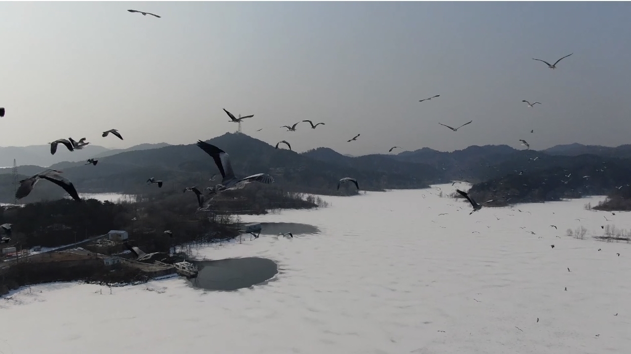 冰雪消融 密云水库迎来大批候鸟回归呈现一派勃勃生机~ 冰雪消融 密云水库迎来大批候鸟回归呈现一派勃勃生机~