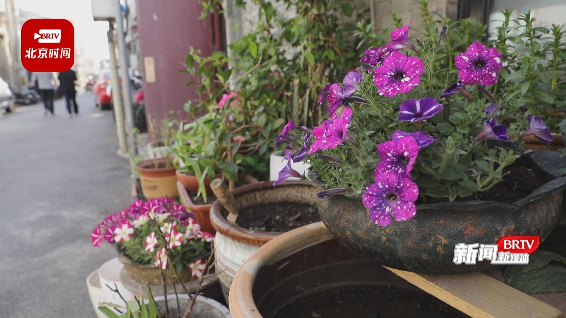 花箱“变身”美了大栅栏的胡同街角 花箱“变身”美了大栅栏的胡同街角