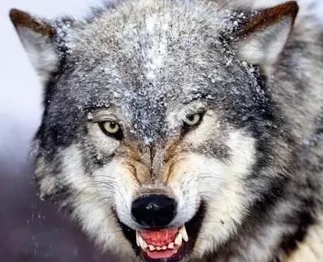 狼行千里吃肉,马行千里吃草