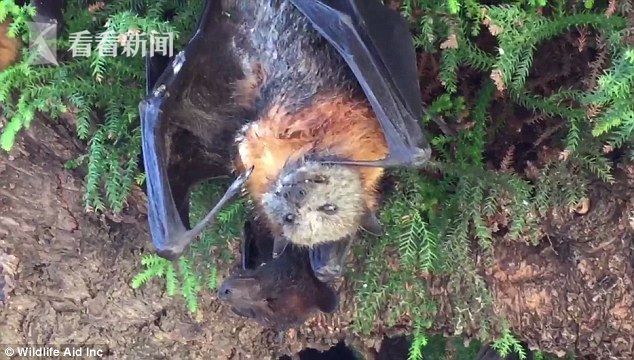 热浪“煮熟”700只蝙蝠 变为干尸悬树惨不忍睹 热浪“煮熟”700只蝙蝠 变为干尸悬树惨不忍睹