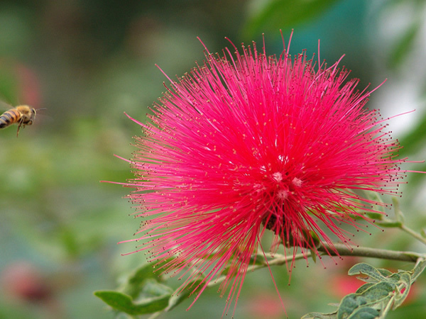 轻什么花成语_成语故事简笔画(5)