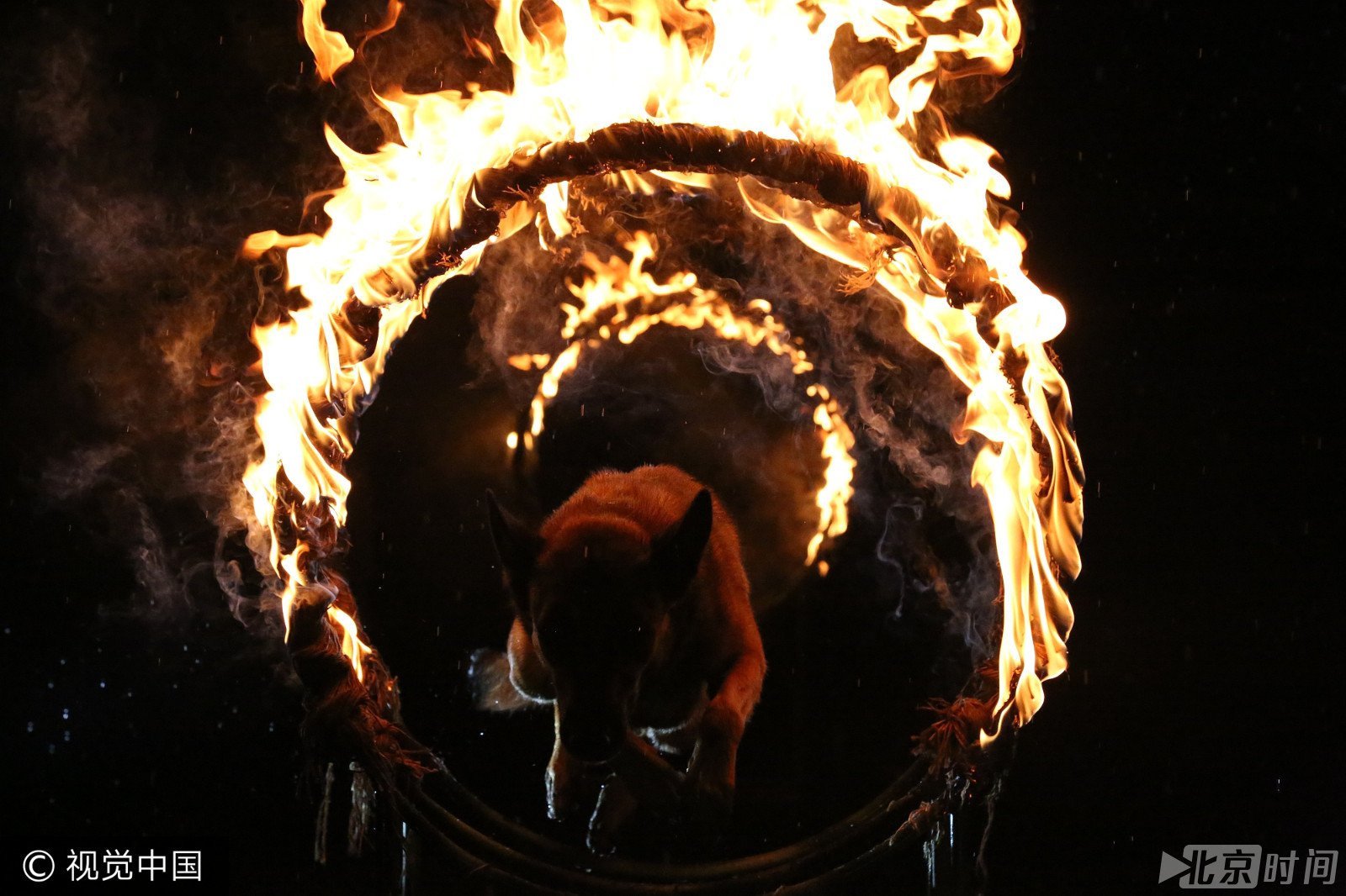 历经排爆搜救 这只警犬突然开口说话了