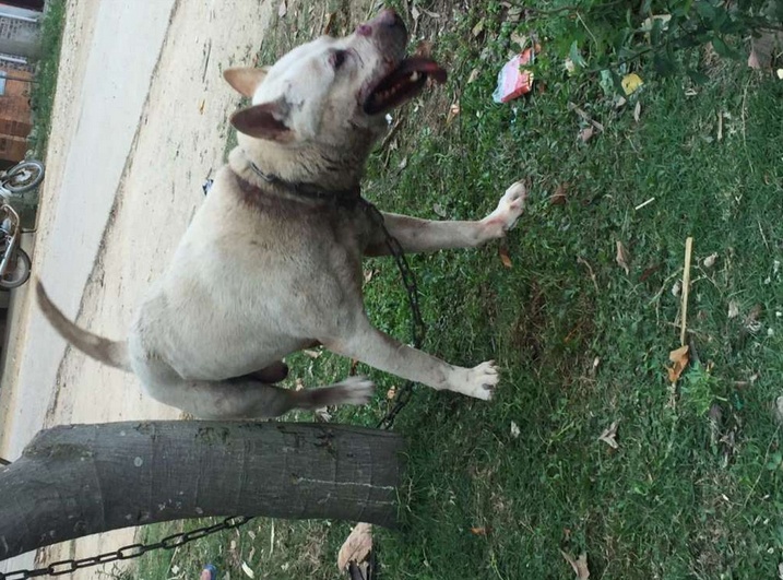 比特犬欺負小土狗原以為勝利在望,誰知土狗還能翻盤!