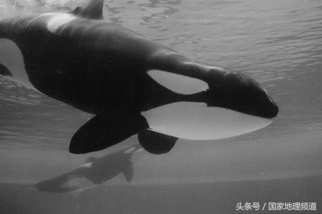 虎鲸群PK抹香鲸,究竟谁才是海中王者?|《寰宇