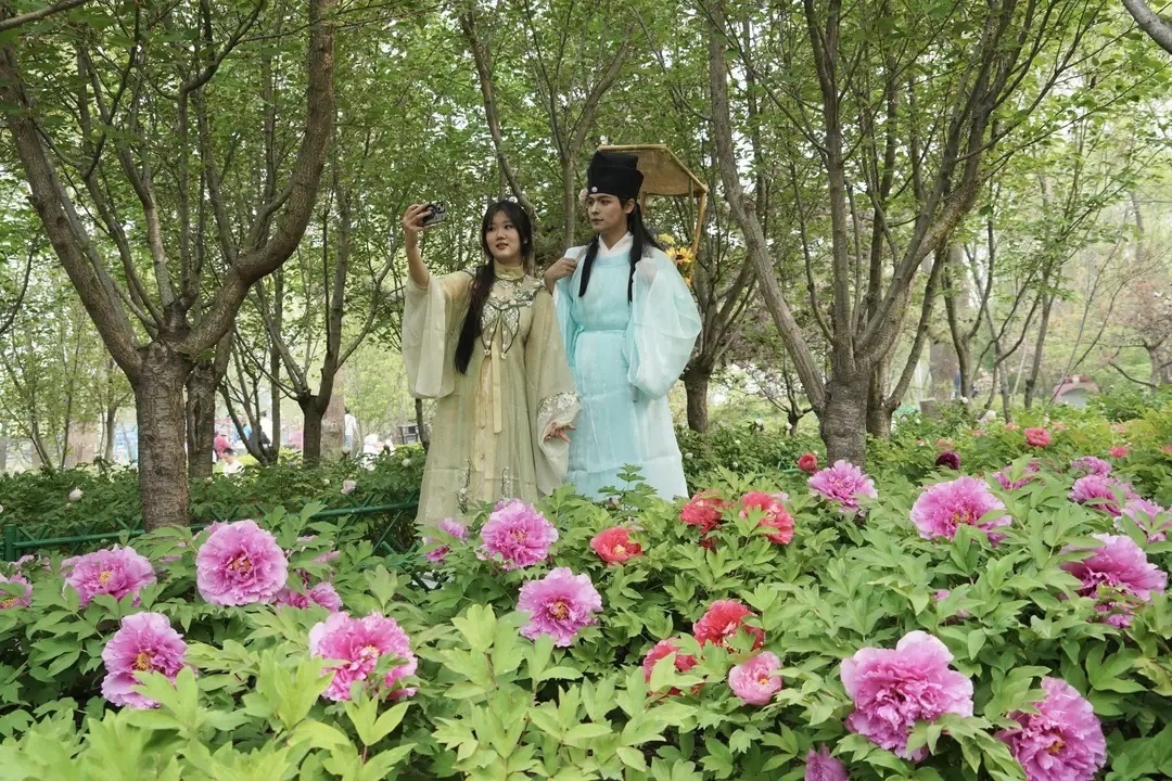 太阳宫公园60亩牡丹花田迎客 太阳宫公园60亩牡丹花田迎客