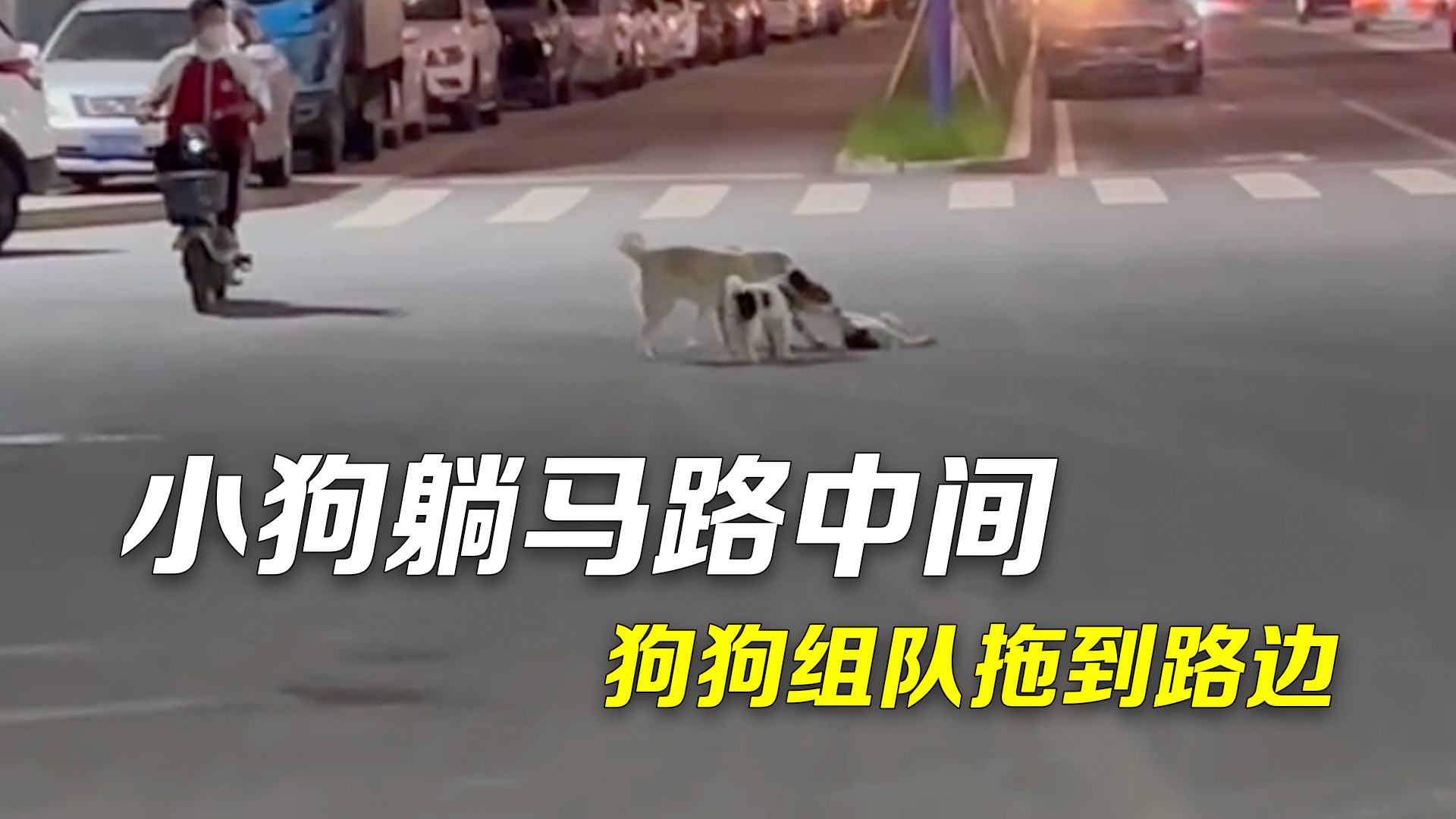 毛孩子的友情超感人！小狗被车撞倒躺在马路中间狗狗组队将其拖到路边