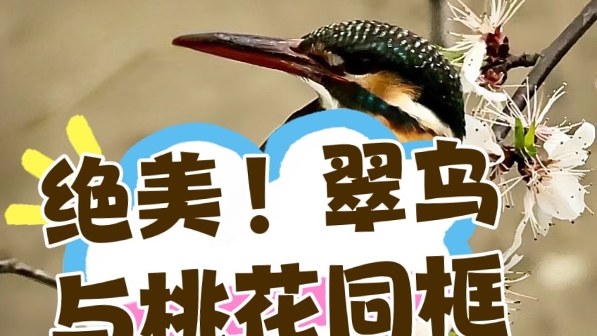 绝美!颐和园翠鸟与桃花同框 绝美!颐和园翠鸟与桃花同框