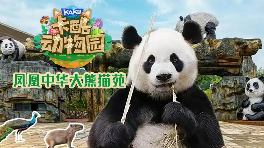 顶流熊猫直播再开!沉浸式云吸熊猫,可爱全程在线 顶流熊猫直播再开!沉浸式云吸熊猫,可爱全程在线