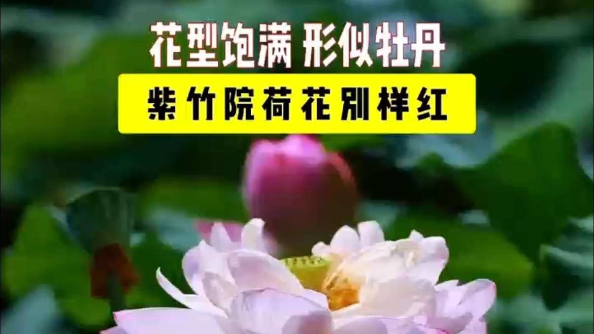 花型如牡丹的莲花出现在紫竹院公园