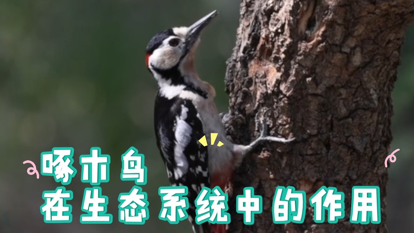 《卡酷动物园》：啄木鸟在生态系统中的作用
