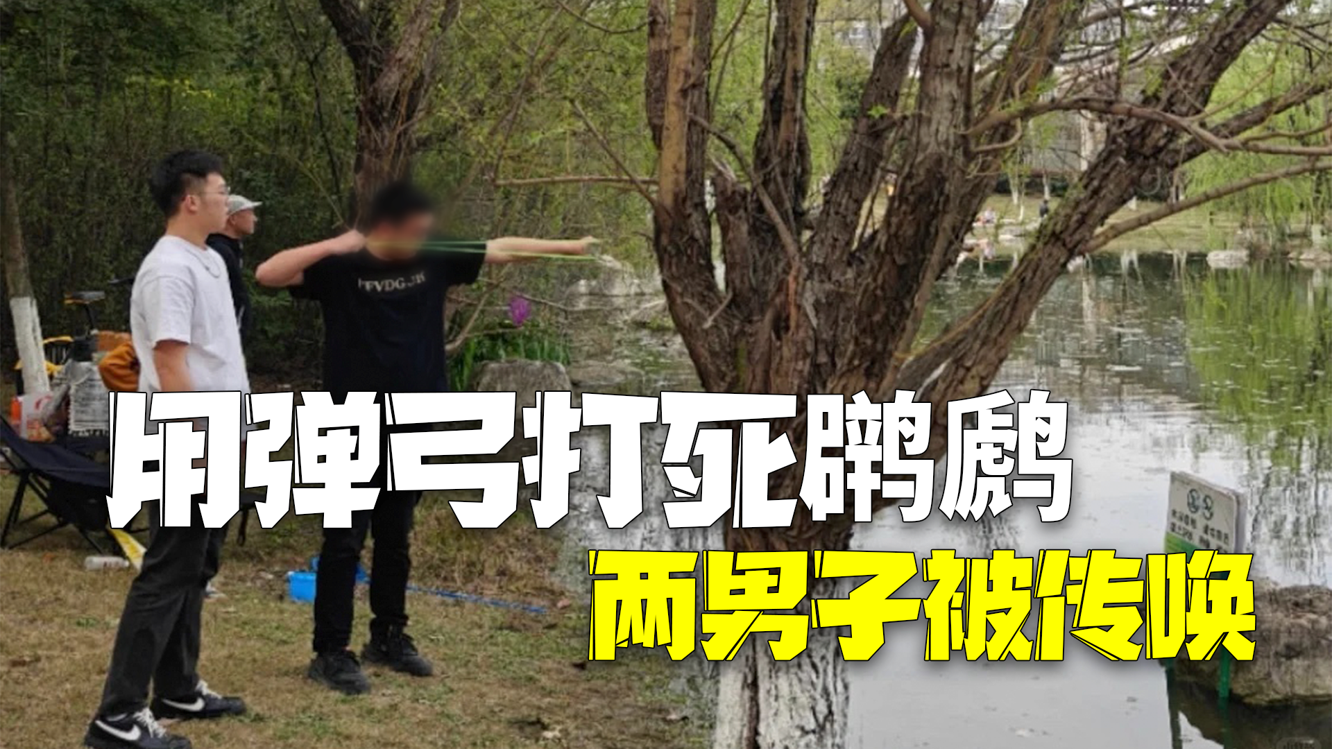 官方通报男子用弹弓打死䴙䴘：已传唤两名违法嫌疑人