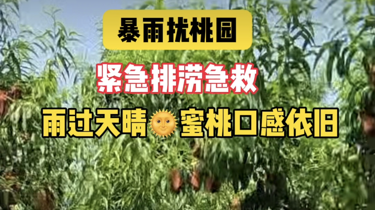 连夜紧急排水！平谷大桃口感依旧在线