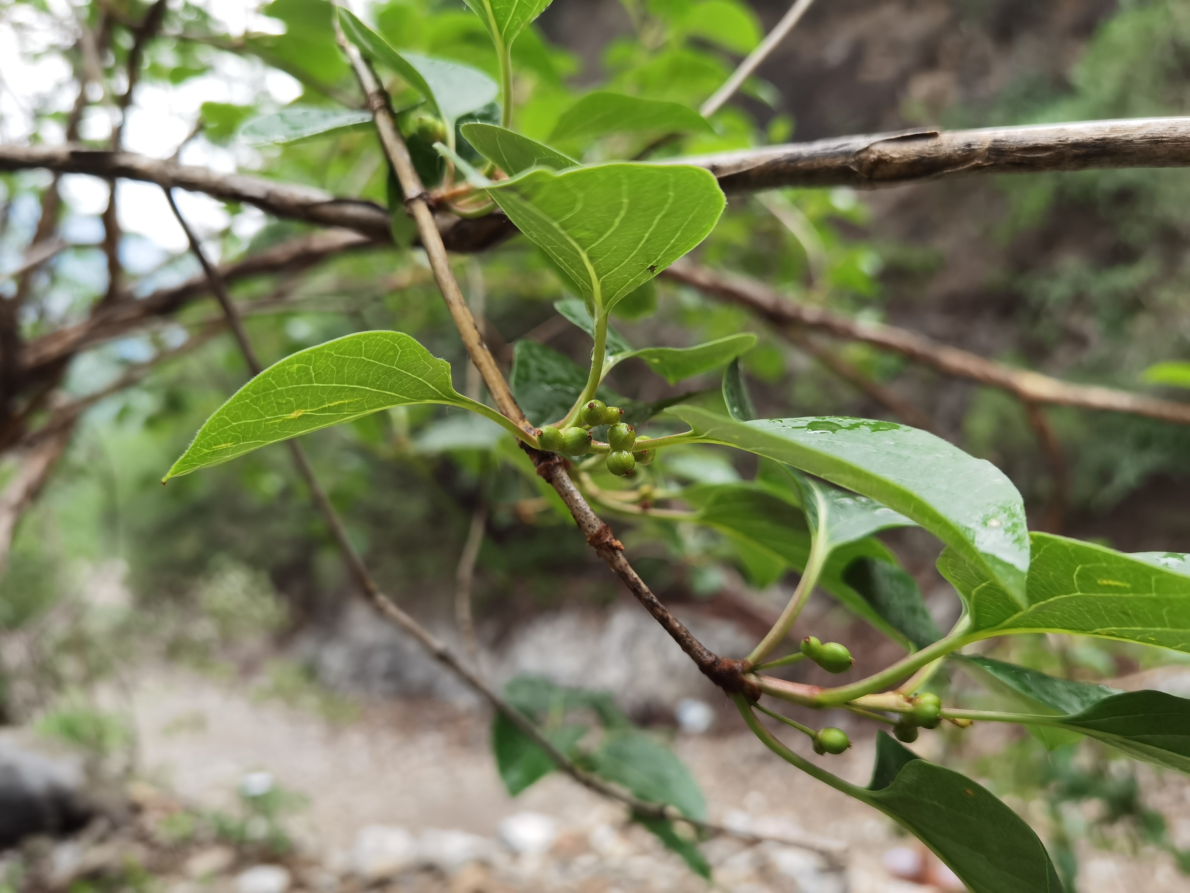 全国丁香叶忍冬最大分布区出现在北京门头沟区 全国丁香叶忍冬最大分布区出现在北京门头沟区