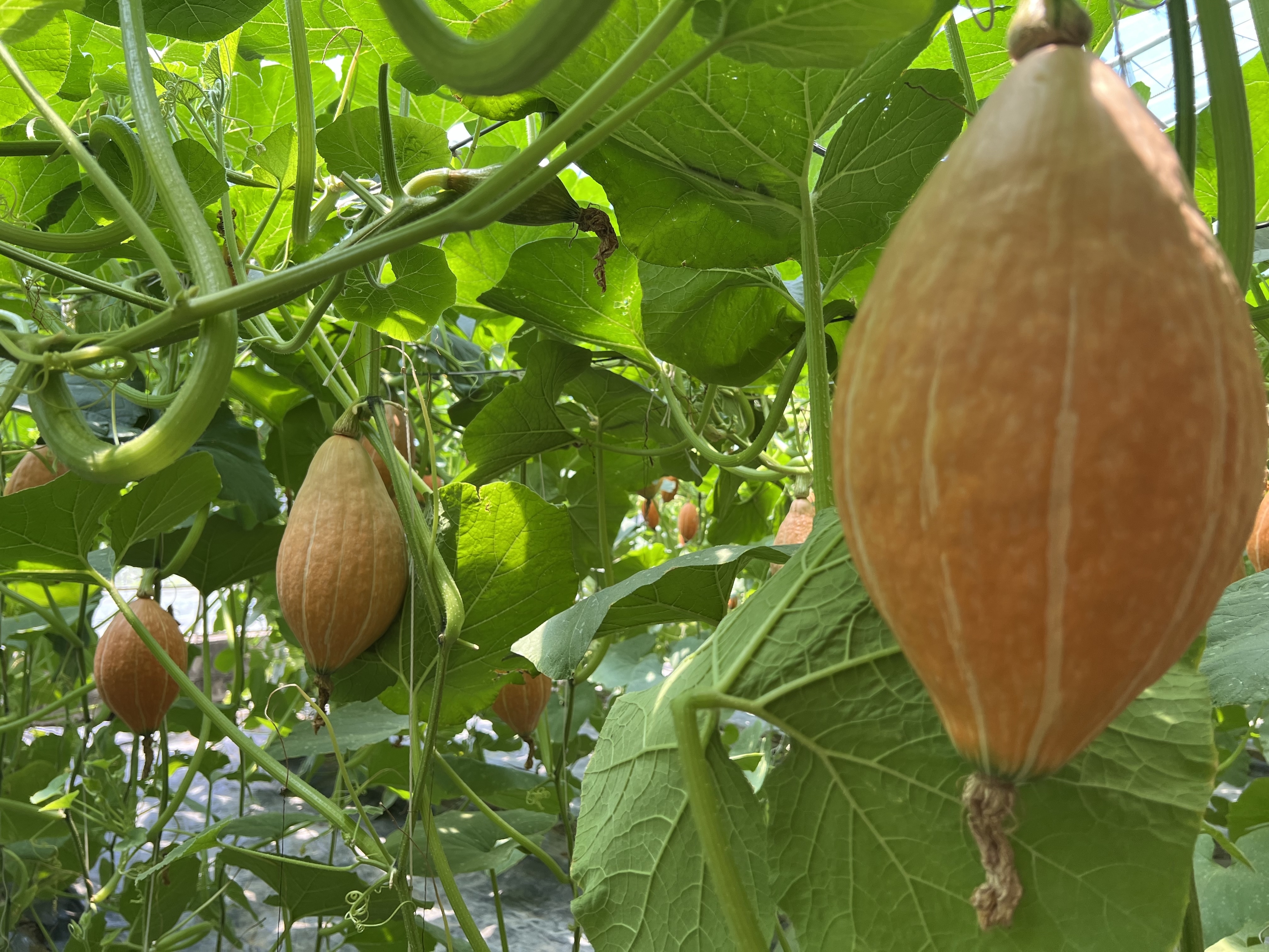 京津冀农业科技协同创新大会 1843个北京新品蔬菜集体亮相