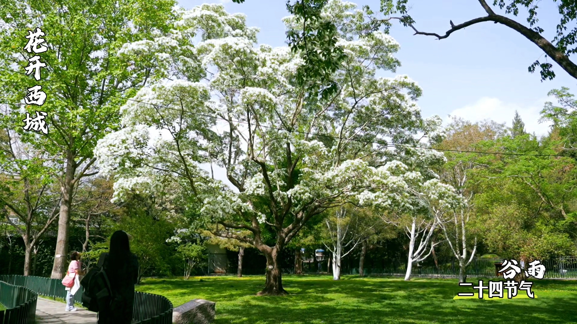 四月邂逅冬日残雪 陶然亭公园流苏花开……
