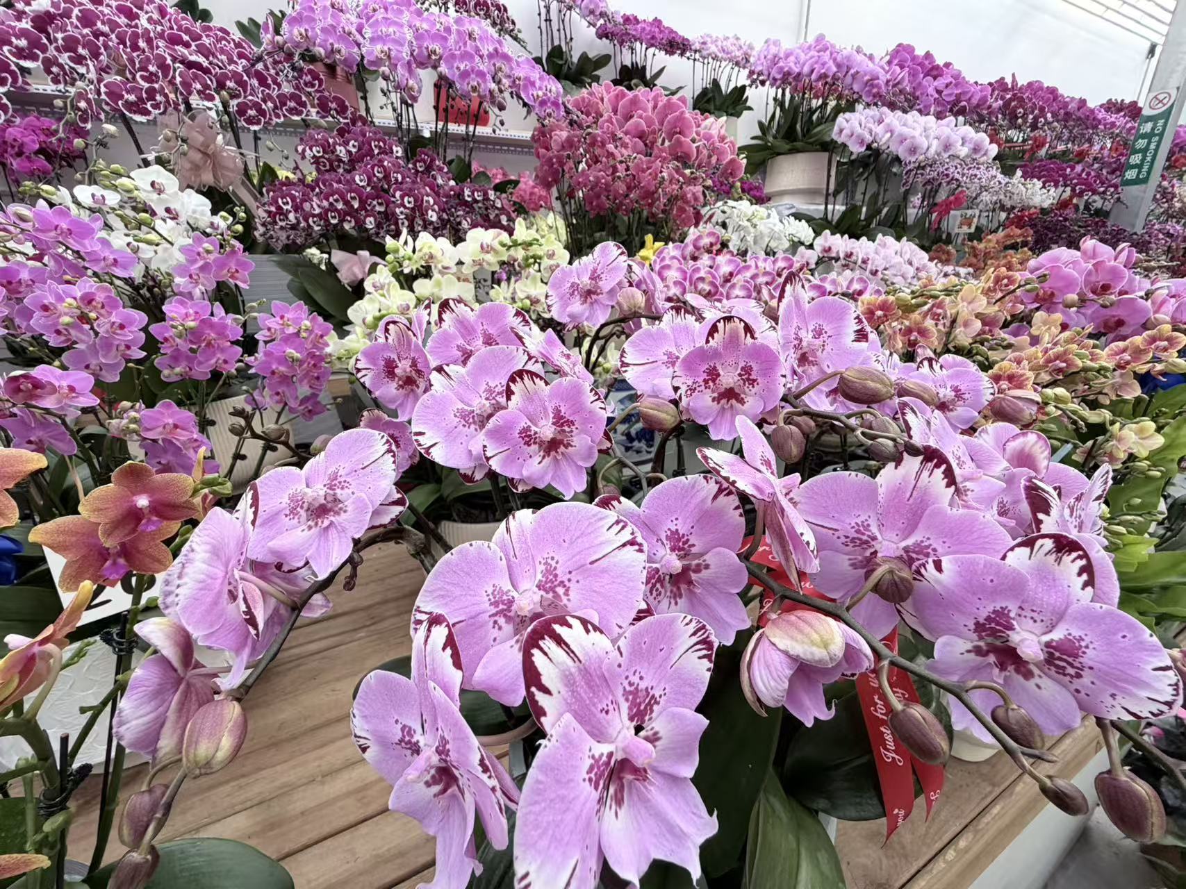 立春赴花市协同绽芳华——走进北京花卉交易中心感受京津冀协同发展