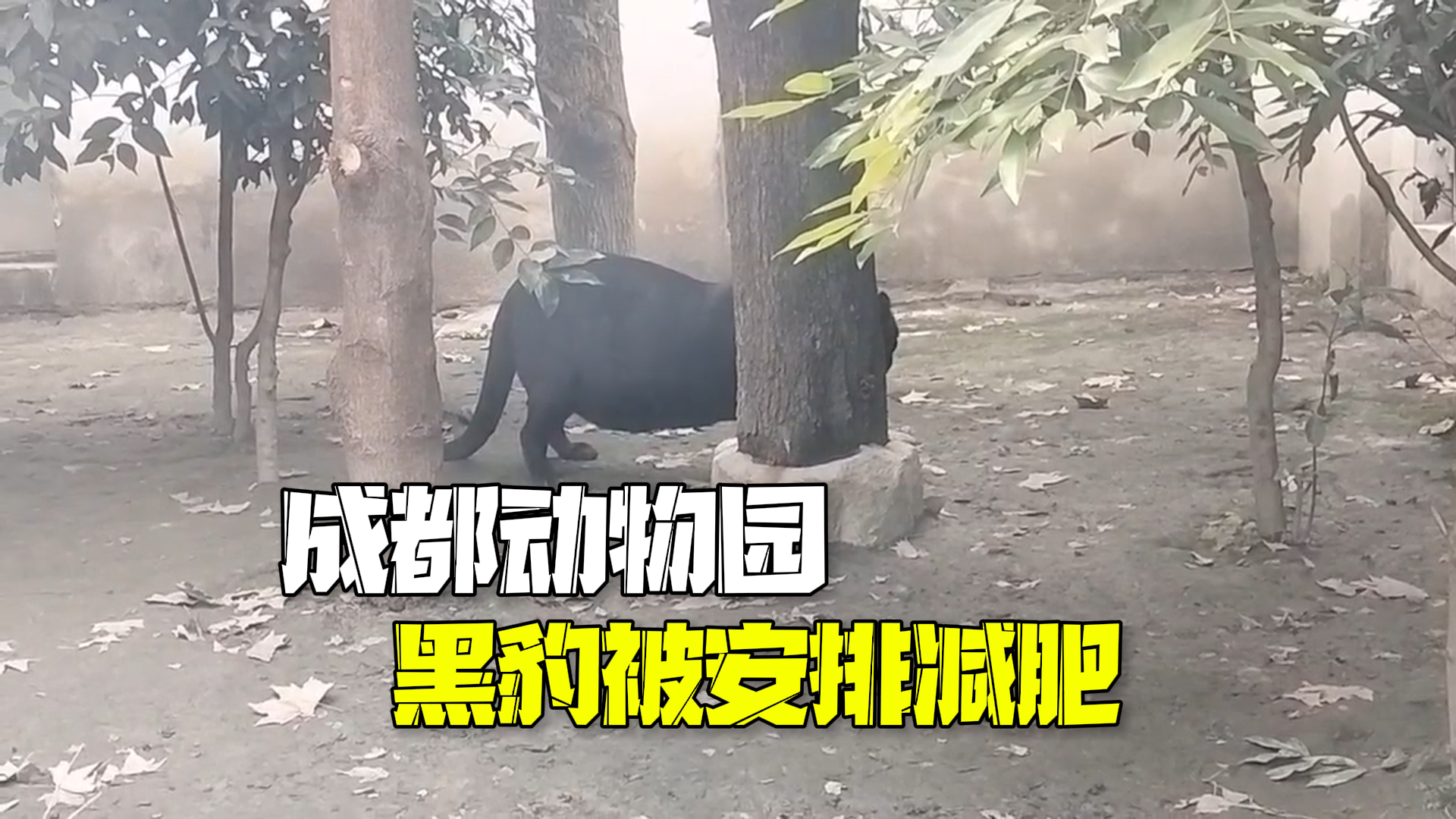 成都动物园黑豹肚子大到几乎拖地而行