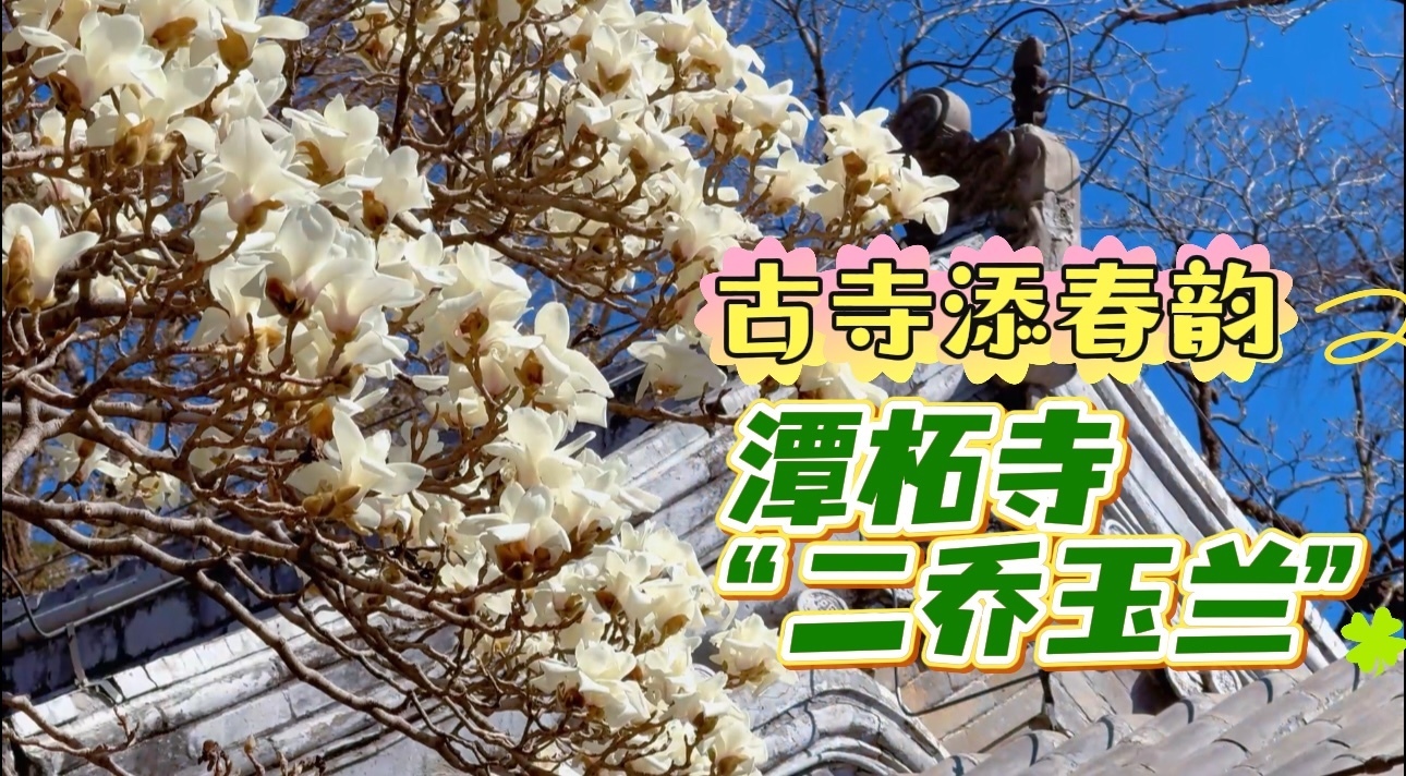 古寺添春韵 潭柘寺“二乔玉兰”盛放
