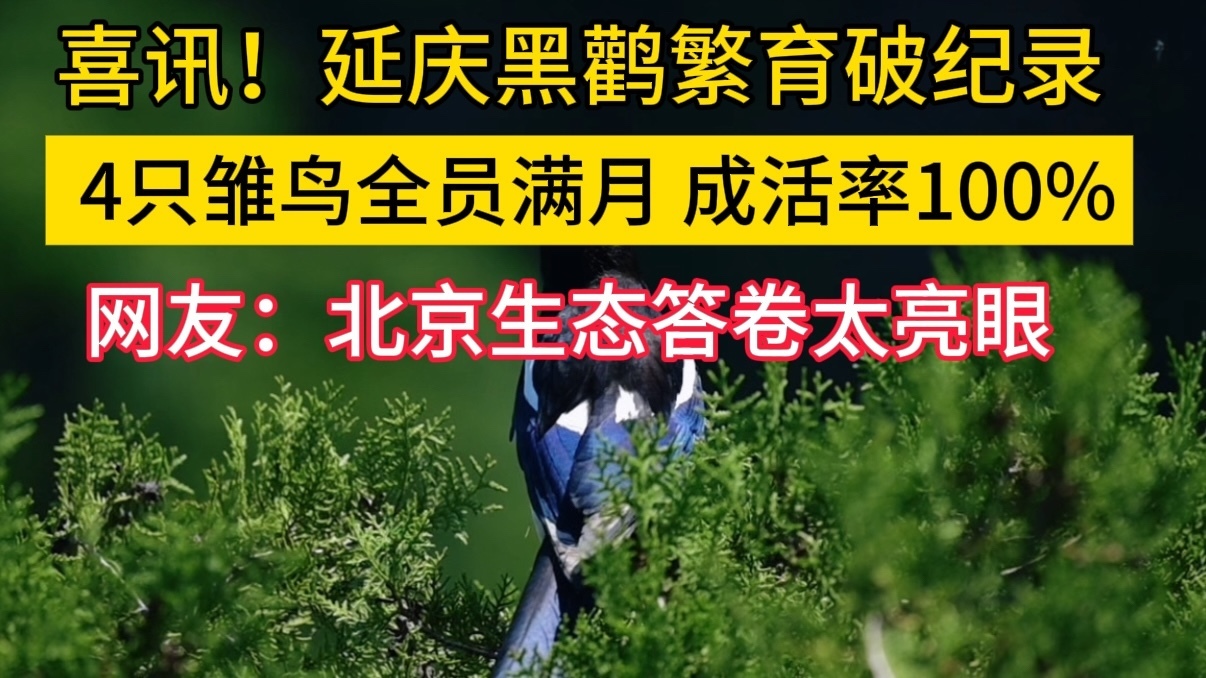 延庆龙庆峡黑鹳繁育创新高 四只雏鸟平安满月 延庆龙庆峡黑鹳繁育创新高 四只雏鸟平安满月