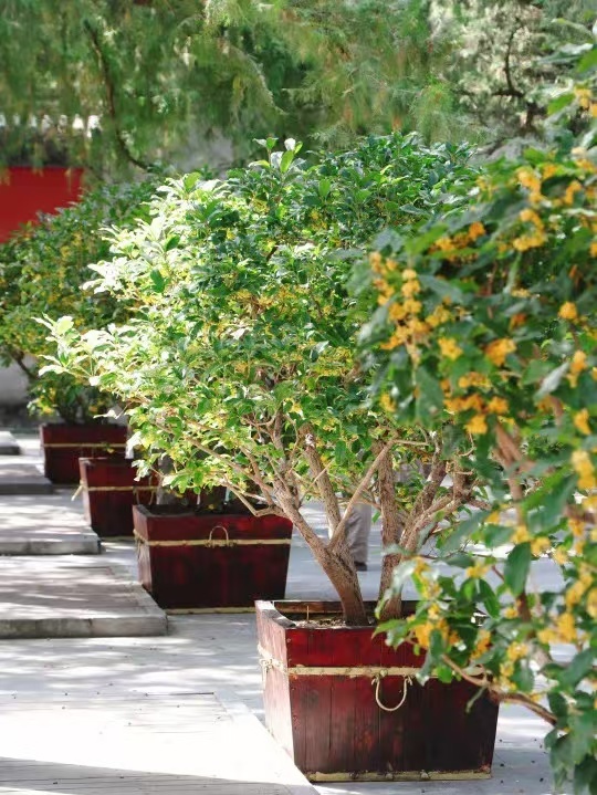 怎样在公园度过多彩中秋?看这里… 怎样在公园度过多彩中秋?看这里…