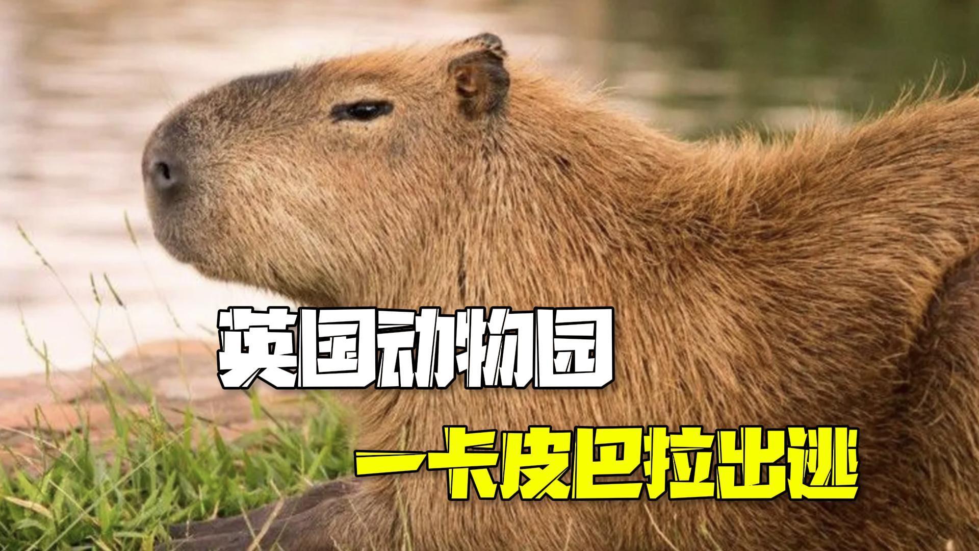 咋不佛系了?英国动物园一卡皮巴拉出逃 咋不佛系了?英国动物园一卡皮巴拉出逃