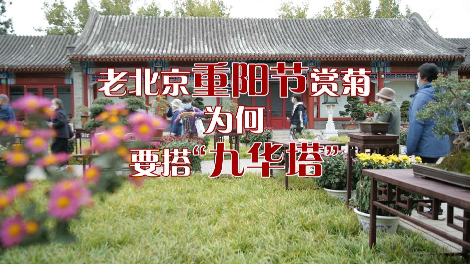 老北京重阳节赏菊，为何要搭“九华塔”？
