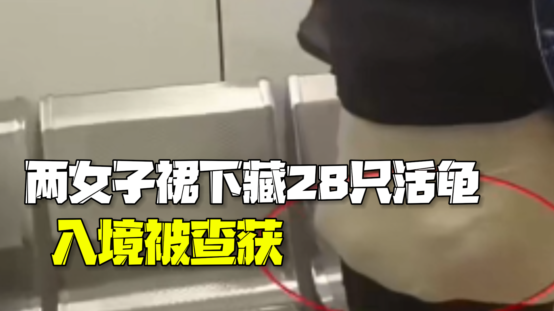 两女子裙下藏28只活龟入境 神情异常被海关当场查获! 两女子裙下藏28只活龟入境 神情异常被海关当场查获!