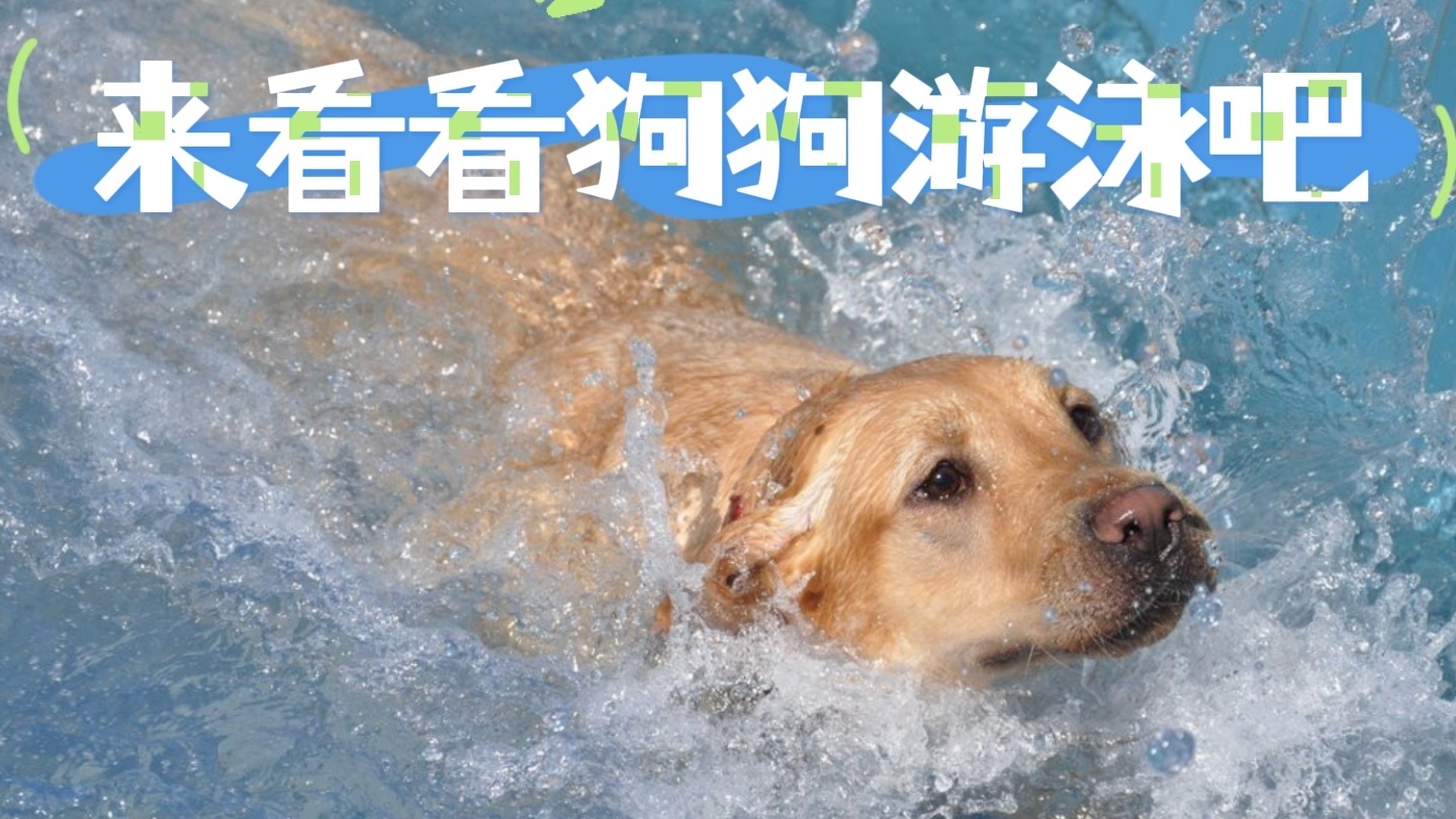 来看看狗狗游泳吧！？