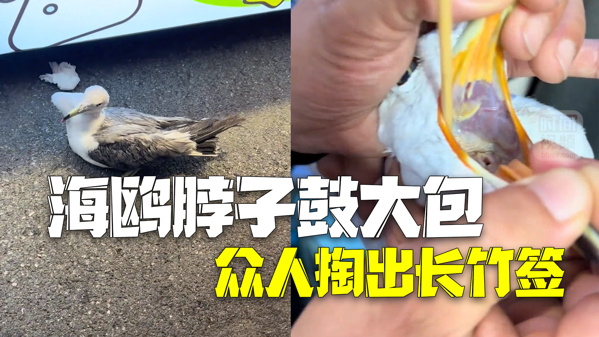 看着胃好疼 贪吃海鸥脖子鼓起大包 众人捉住掏出30厘米竹签