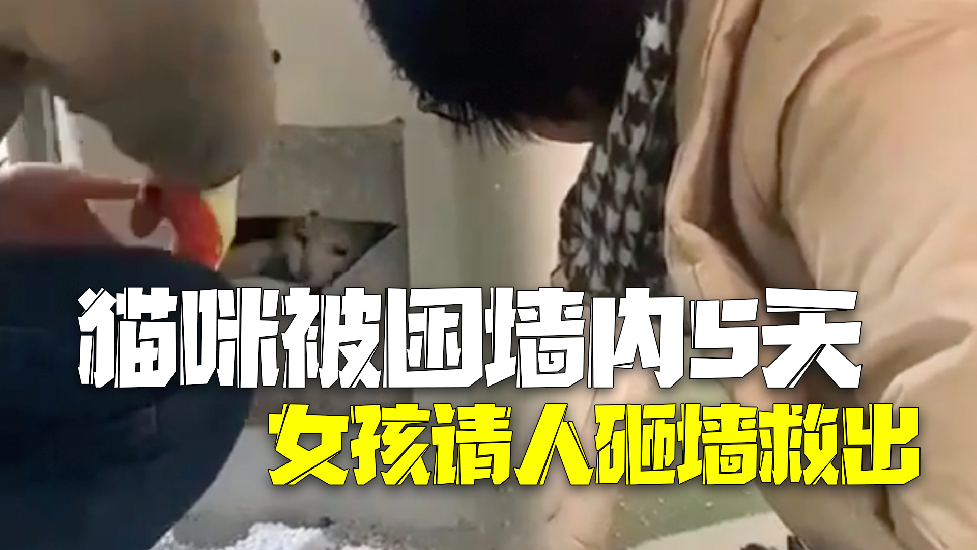 猫咪被困仓库墙内5天!女孩请装修师傅砸墙救出 猫咪被困仓库墙内5天!女孩请装修师傅砸墙救出