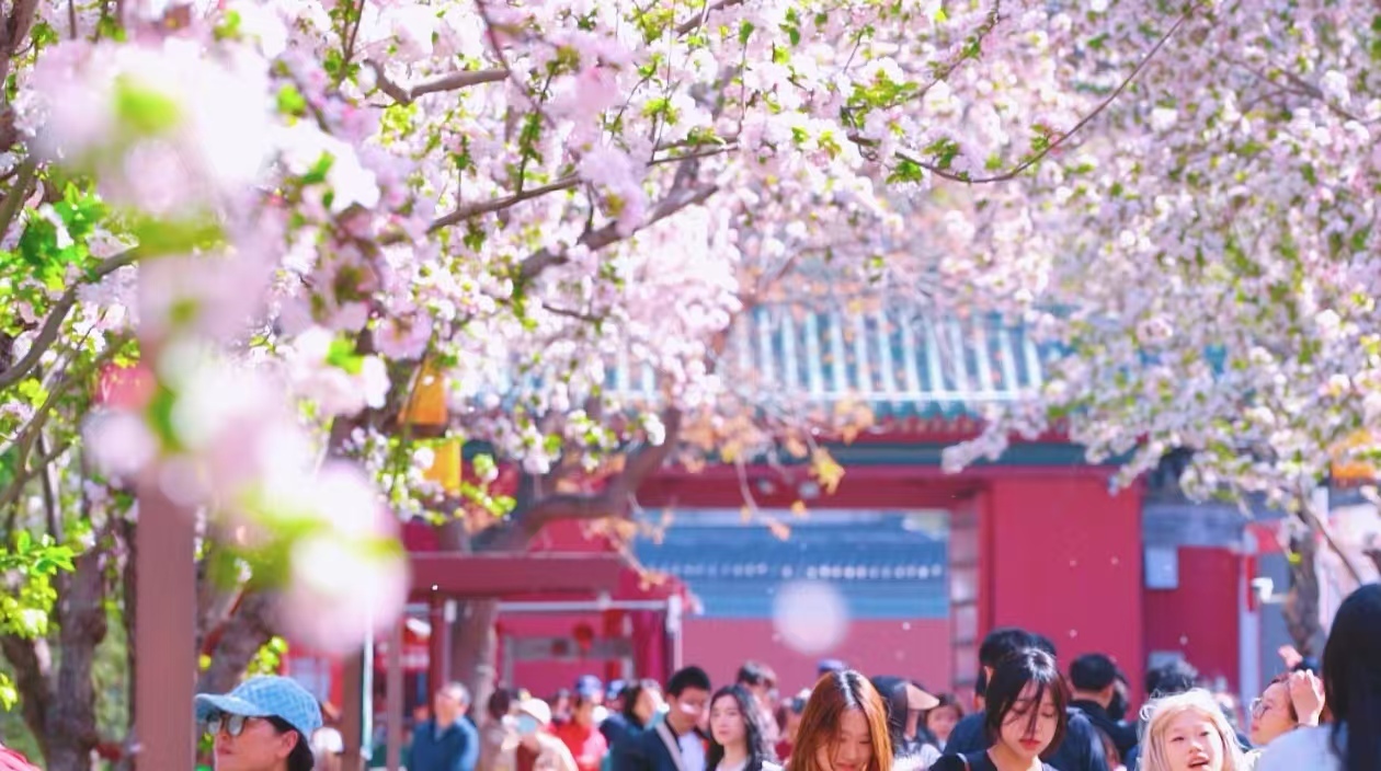 北京市属公园推出15条“最美园路”清明假期邀您打卡 北京市属公园推出15条“最美园路”清明假期邀您打卡