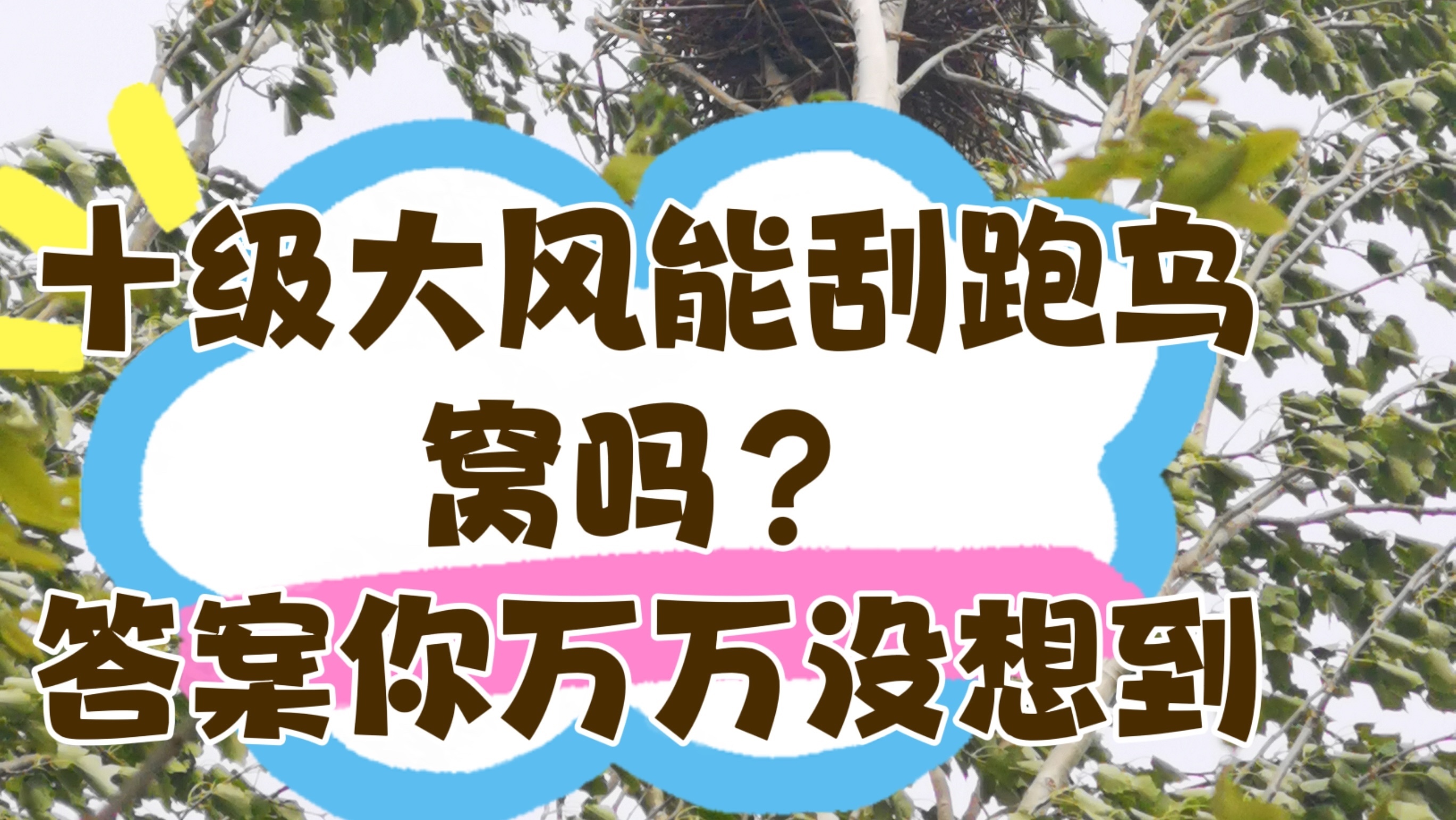 十级大风能刮跑鸟窝吗?答案你万万没想到 十级大风能刮跑鸟窝吗?答案你万万没想到