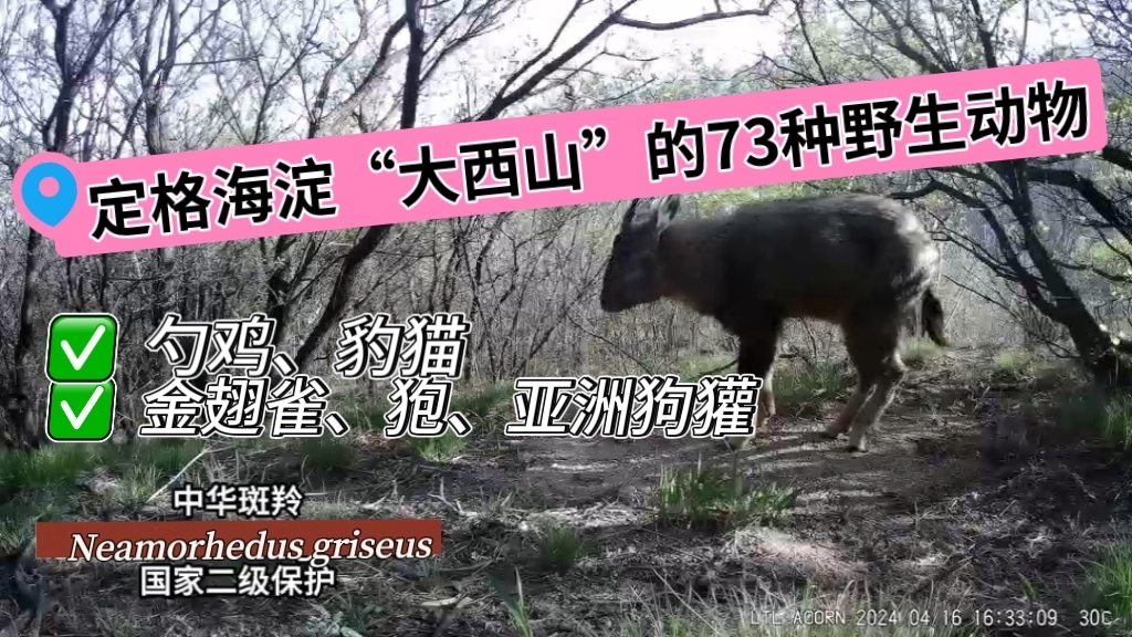 大西山“神秘猎影”：定格野生动物精彩瞬间！