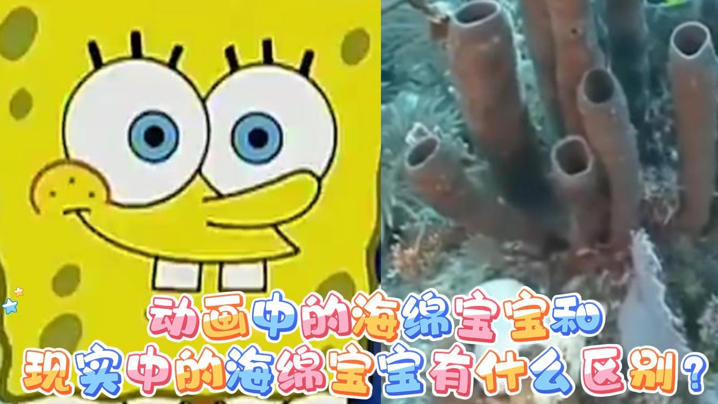 动画中的海绵宝宝和现实中的海绵宝宝有什么区别？