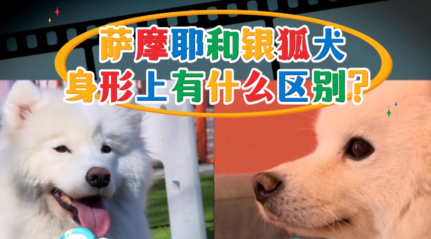 萨摩耶和银狐犬身形上有什么区别？