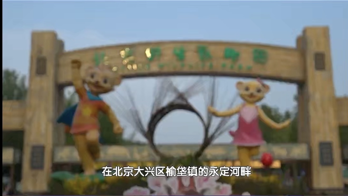 邂逅北京野生动物园：看萌宝米洛的 “猩” 球崛起