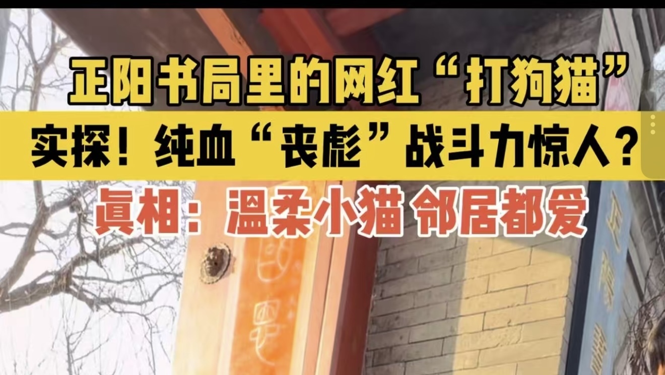正阳书局里的“打狗猫”战斗力爆表？记者实地探访猫掌柜“砖砖”