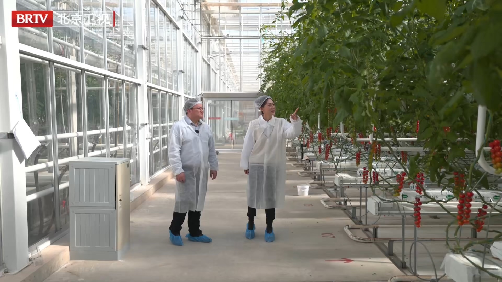 以虫治虫，全程零农药！看首农如何用“生物防线”重新定义生态循环农