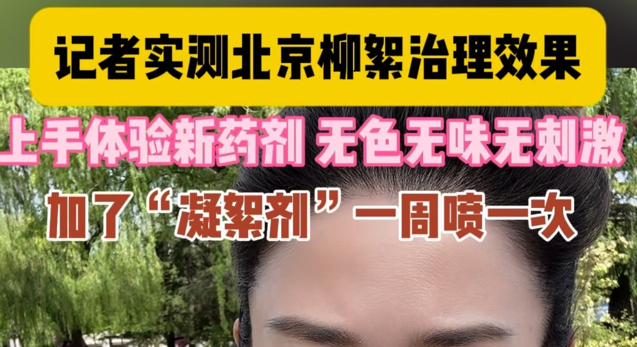 柳絮高发期第一天：记者实测治理效果 上手试新药剂！