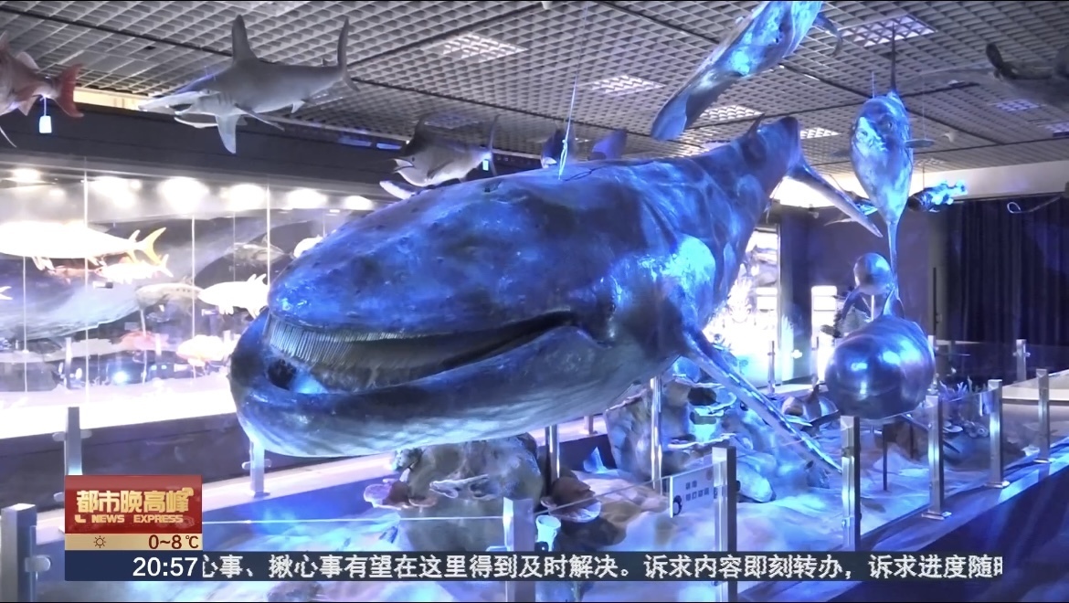 5500万年陆海传奇来袭,国家自然博物馆“鲸·奇”特展启幕 5500万年陆海传奇来袭,国家自然博物馆“鲸·奇”特展启幕