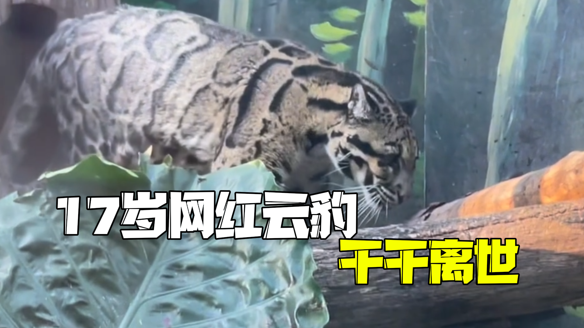 17岁网红云豹干干离世 动物园:年老体衰抢救无效,在野外也就十二三岁 17岁网红云豹干干离世 动物园:年老体衰抢救无效,在野外也就十二三岁