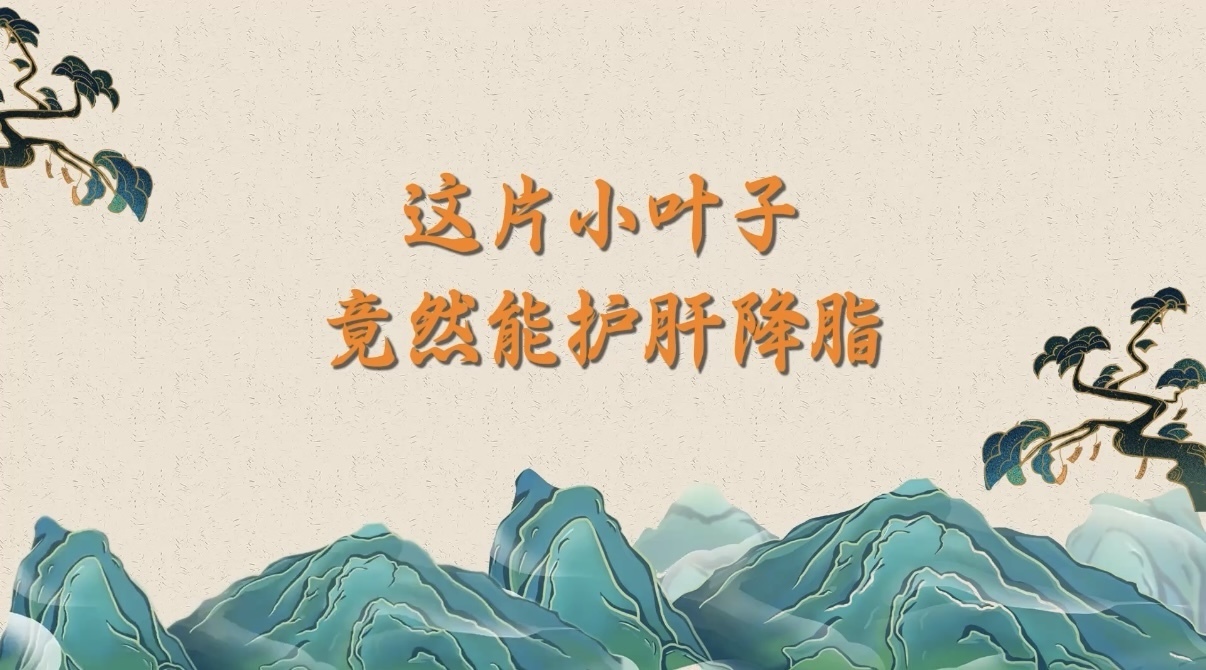 （8.29）这片小叶子竟然能护肝降脂
