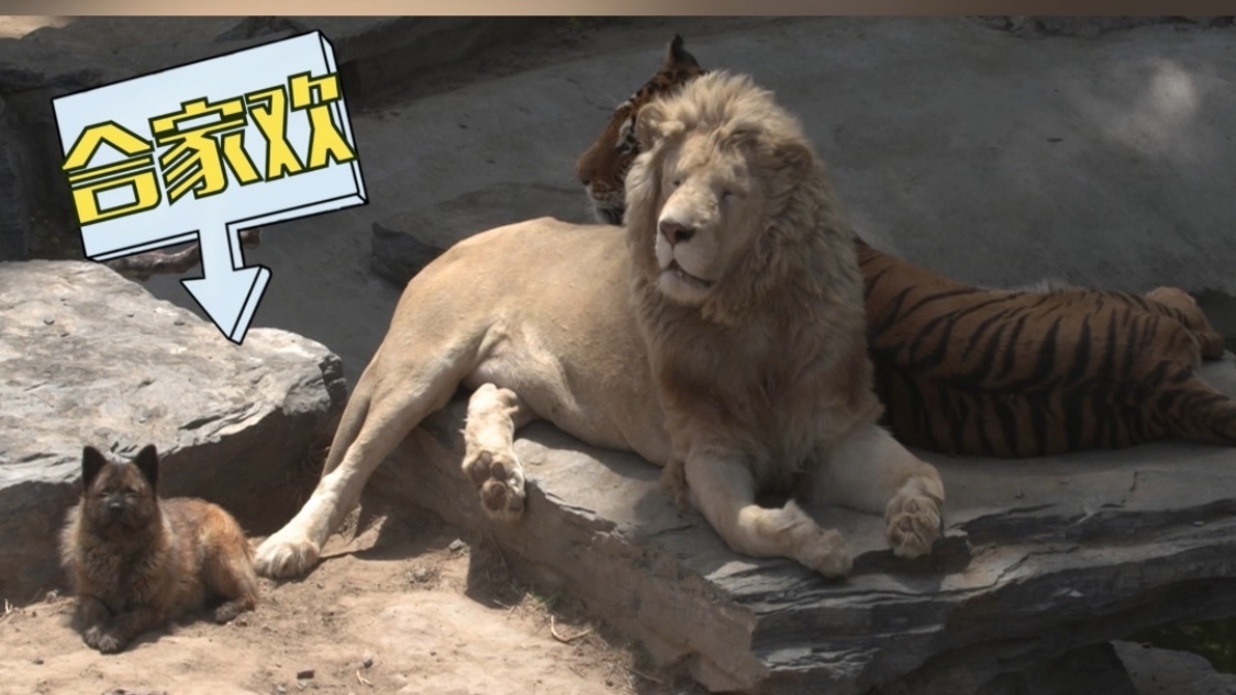 卡酷动物园|狮虎狗的合家欢 卡酷动物园|狮虎狗的合家欢