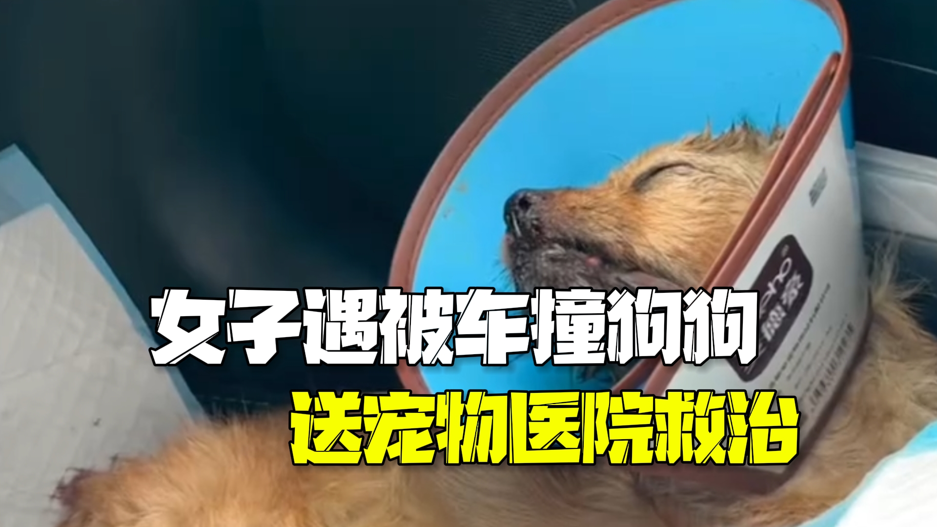 女子路遇被车撞伤的狗狗 下车抱起送宠物医院救治 女子路遇被车撞伤的狗狗 下车抱起送宠物医院救治