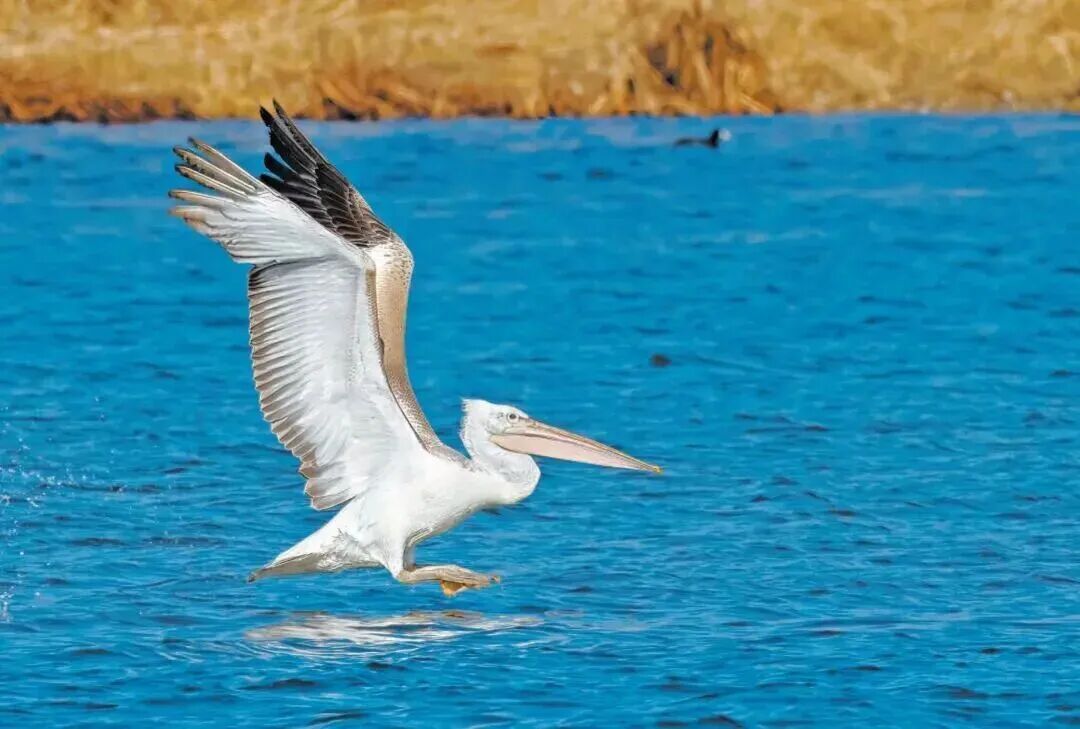 鸟界“运-20”落脚北京全国仅161只！