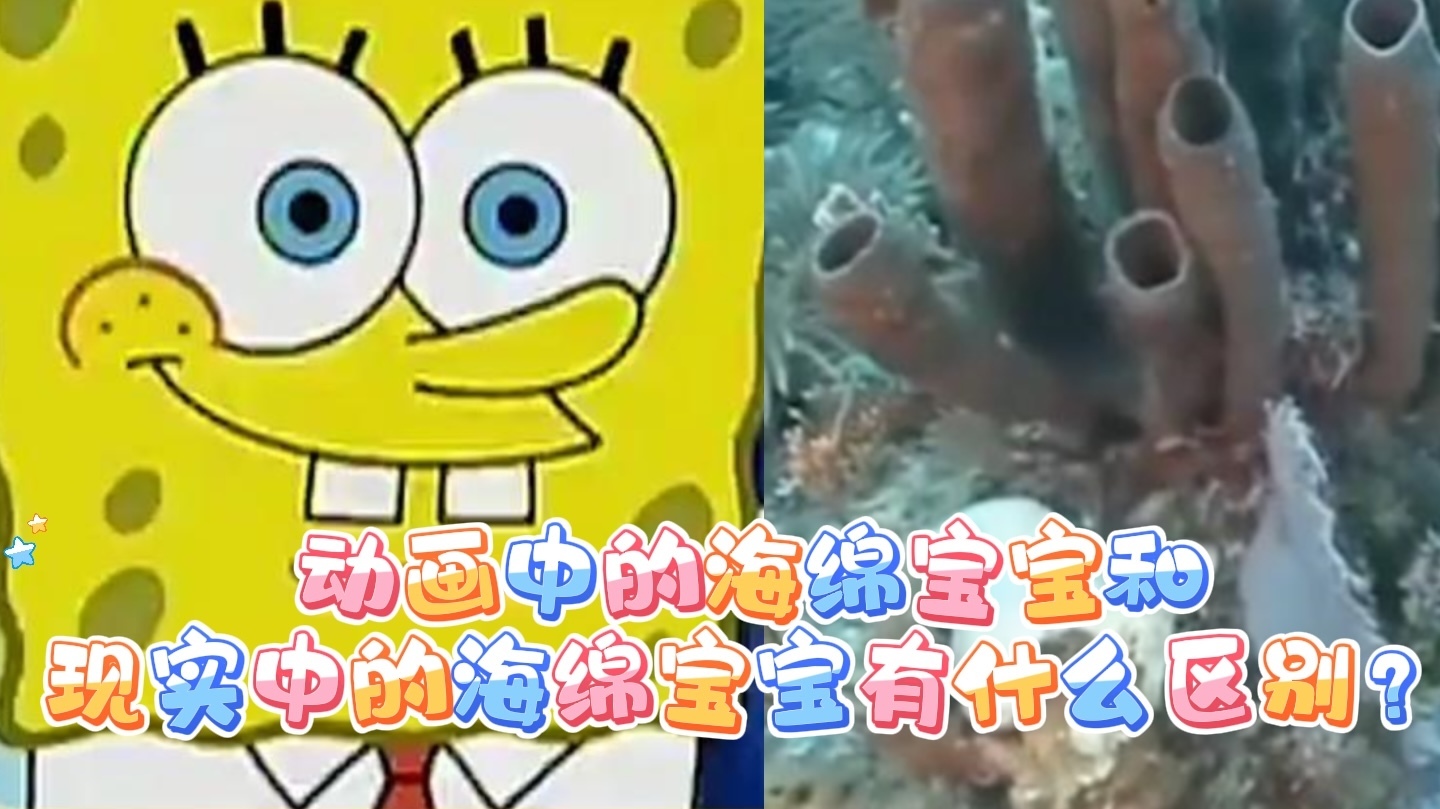 动画中的海绵宝宝和现实的海绵宝宝有什么区别？