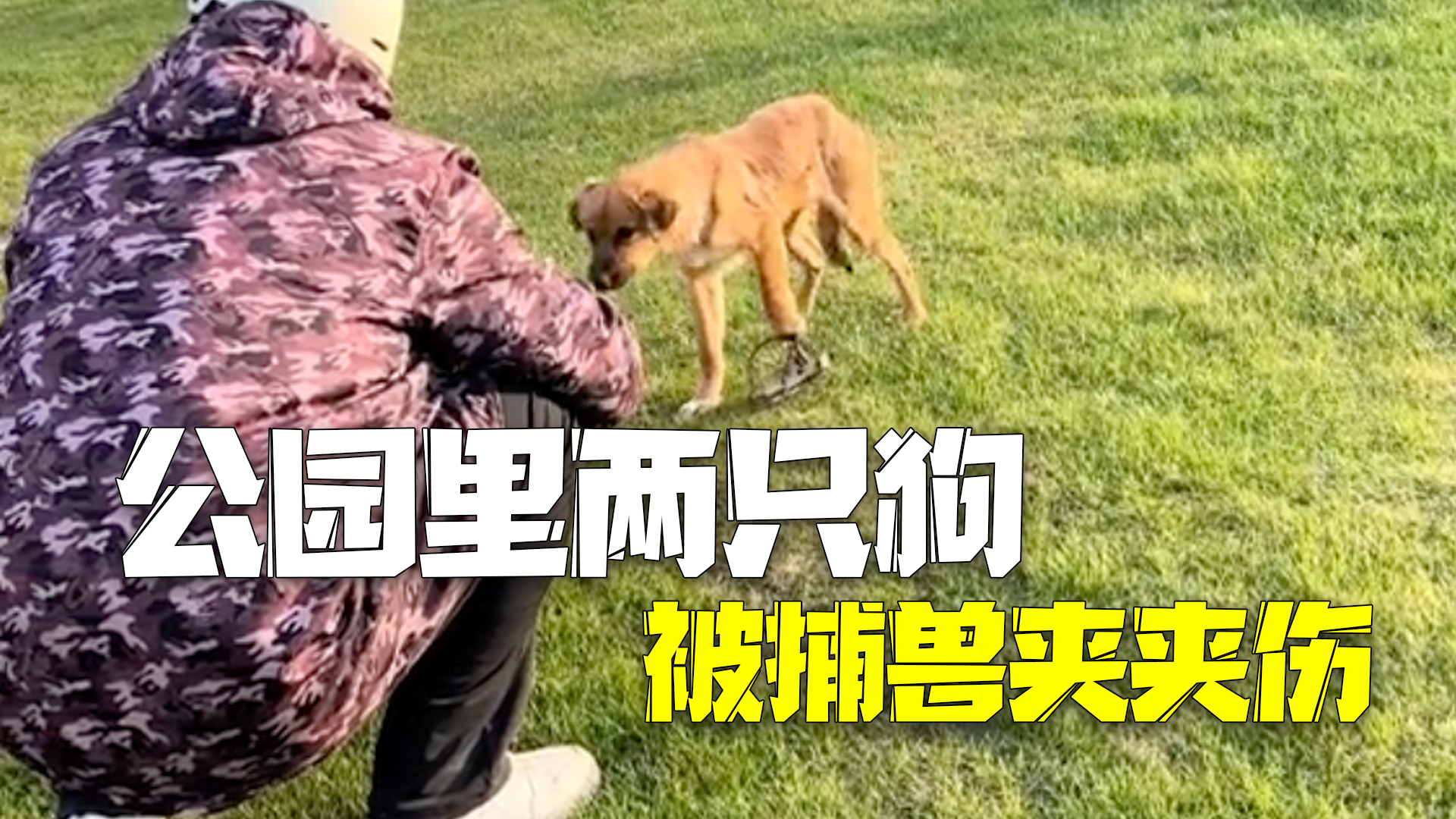 公园回应两只狗被捕兽夹夹伤:不是公园放置,会去排查清理 公园回应两只狗被捕兽夹夹伤:不是公园放置,会去排查清理