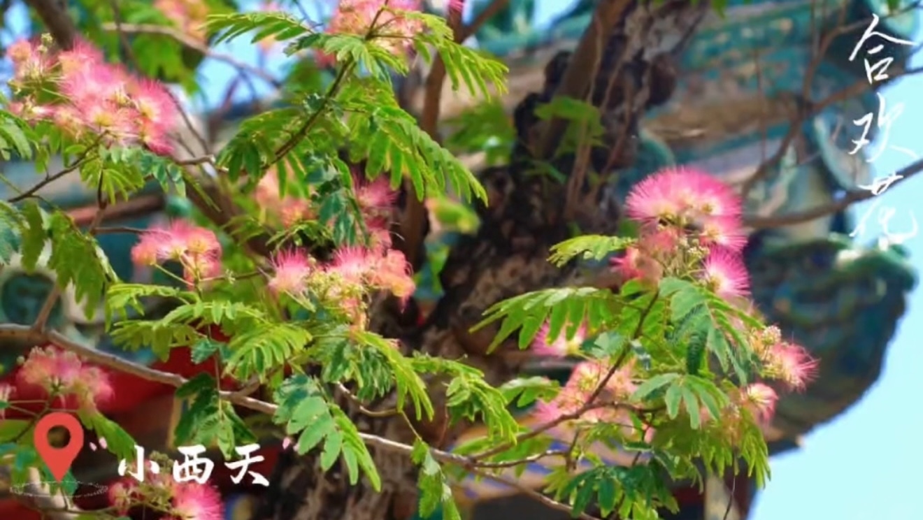 甄嬛迷不容错过！果郡王最爱的合欢树开花了