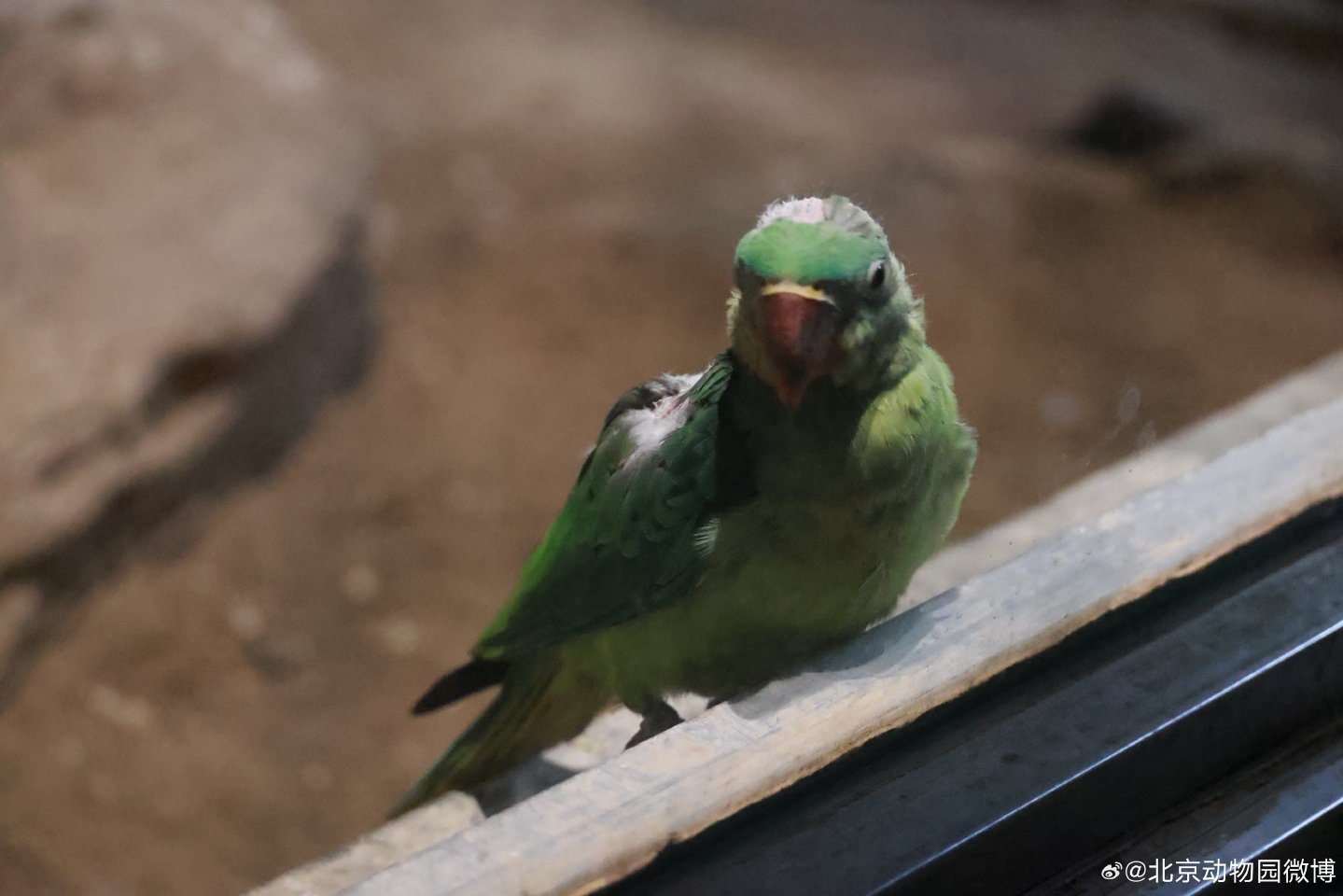 鹦鹉被欺负到“秃头”?北京动物园回应 鹦鹉被欺负到“秃头”?北京动物园回应