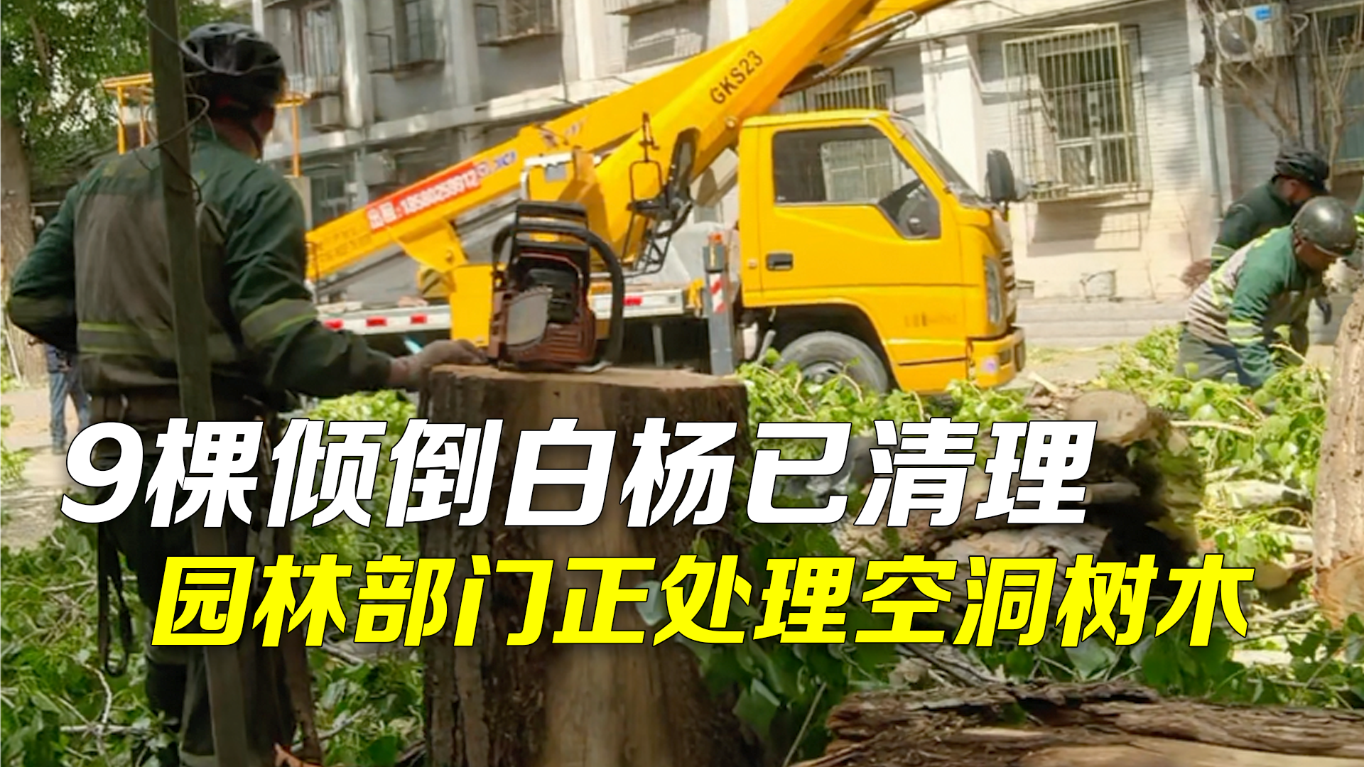 松树街9棵倾倒白杨已清理完成 园林部门正处理剩余空洞树木 松树街9棵倾倒白杨已清理完成 园林部门正处理剩余空洞树木